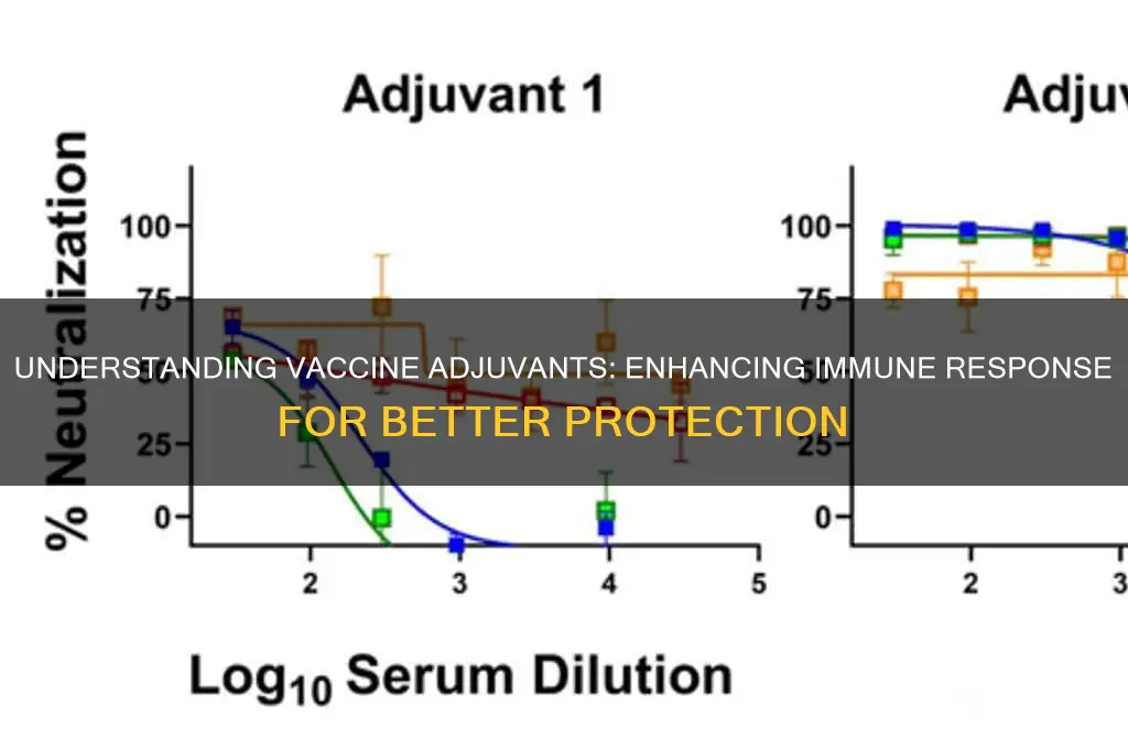 what is the function of vaccine adjuvant