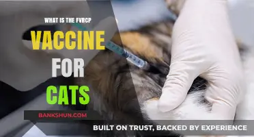 Understanding the FVRCP Vaccine: Essential Protection for Your Cat's Health