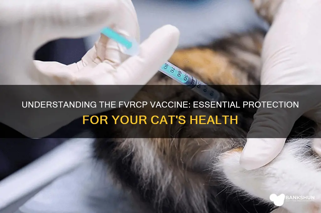 what is the fvrcp vaccine for cats