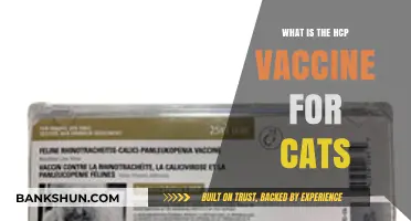 Understanding the HCP Vaccine: Essential Protection for Your Cat's Health
