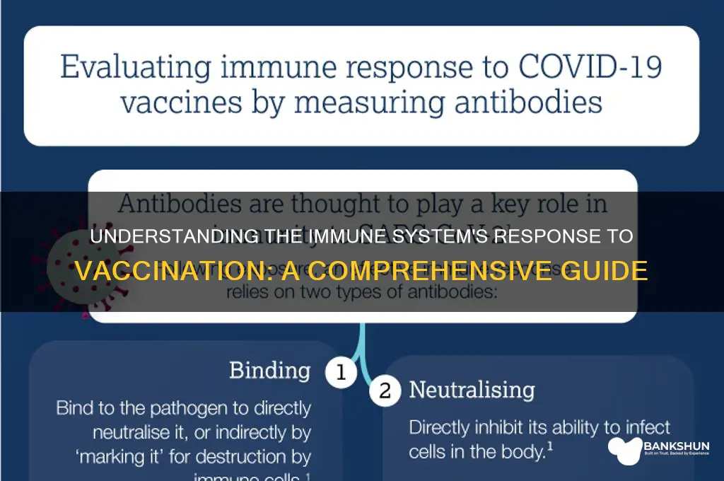 what is the immune response to vaccination