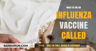 Understanding the Canine Influenza Vaccine: What is it Called?