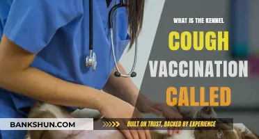 Understanding Kennel Cough: The Essential Vaccination Name Explained