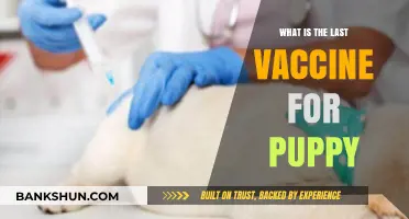 Essential Puppy Vaccination: Understanding the Final Shot for Your Furry Friend