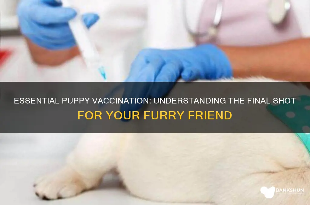 what is the last vaccine for puppy