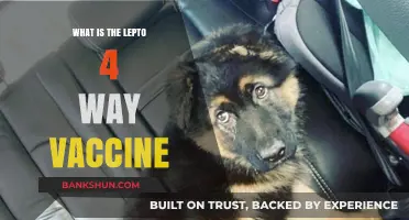 Understanding the Lepto 4-Way Vaccine: Protection and Benefits Explained