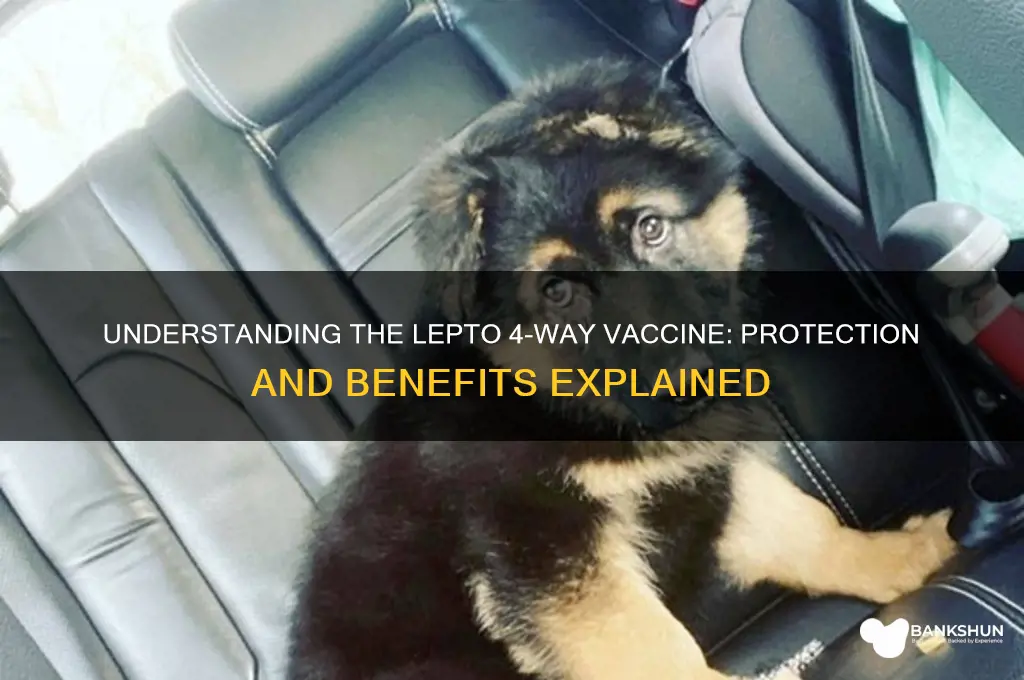 what is the lepto 4 way vaccine