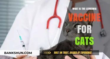 Understanding the Feline Leukemia Vaccine: Benefits and Importance for Cats