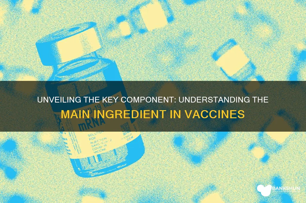what is the main ingredient in vaccines