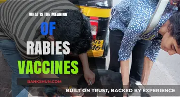Understanding Rabies Vaccines: Importance, Function, and Protection Explained
