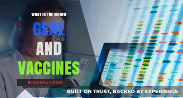 Mthfr Gene and Vaccines: Understanding the Connection and Implications