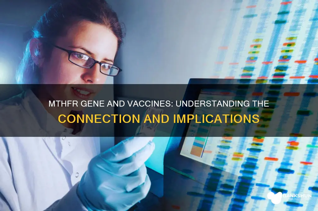 what is the mthfr gene and vaccines