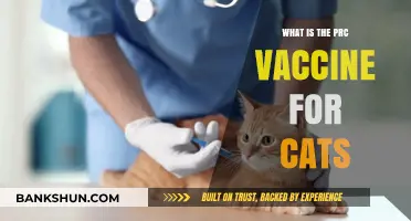 Understanding the PRC Vaccine: Essential Feline Health Protection Explained
