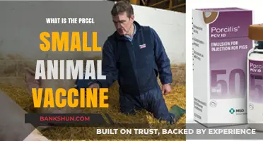 Understanding the PRCCl Small Animal Vaccine: Benefits and Uses