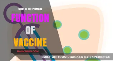 Understanding Vaccines: Their Primary Role in Preventing Diseases