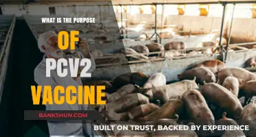 Understanding the Purpose and Benefits of the PCV2 Vaccine