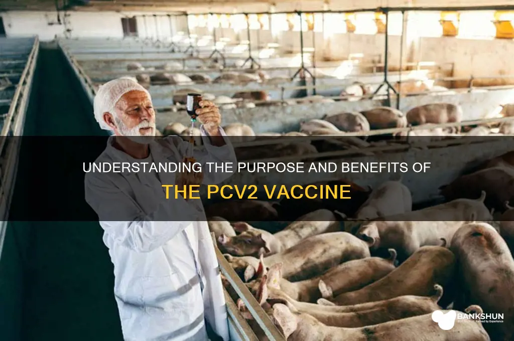 what is the purpose of pcv2 vaccine