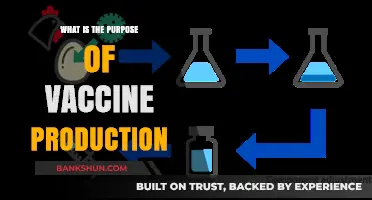 Understanding Vaccine Production: Purpose, Process, and Global Health Impact
