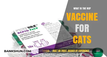 Understanding the RCP Vaccine: Essential Protection for Your Cat's Health