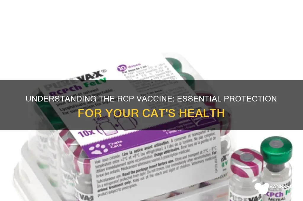 what is the rcp vaccine for cats