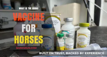 Understanding the Rhino Vaccine: Protecting Horses from Equine Rhinopneumonitis