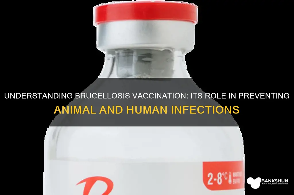 what is the role of brucellosis vaccination