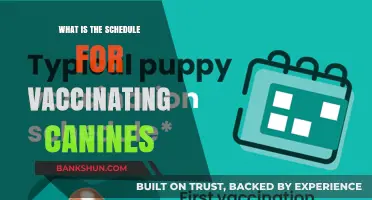 Canine Vaccination Schedule: Essential Timelines for Your Dog's Health