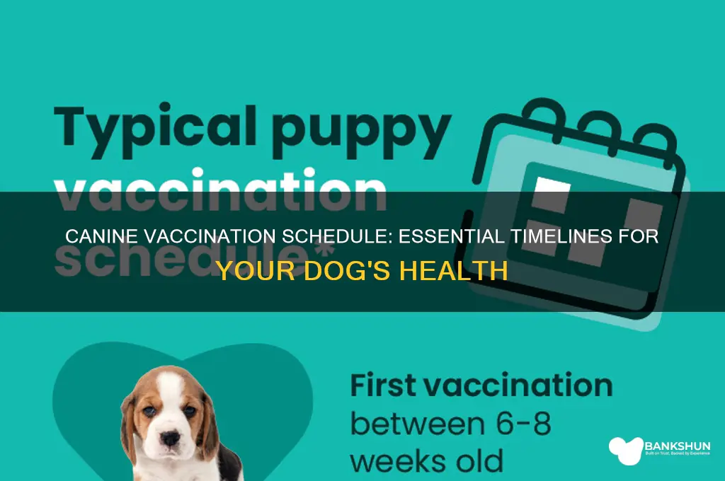 what is the schedule for vaccinating canines