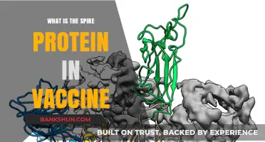 Understanding the Spike Protein: Key Component in COVID-19 Vaccines
