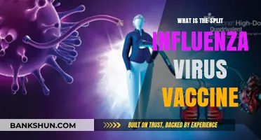 Understanding the Split Influenza Virus Vaccine: Composition and Benefits