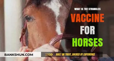 Understanding the Strangles Vaccine: Essential Protection for Horse Health