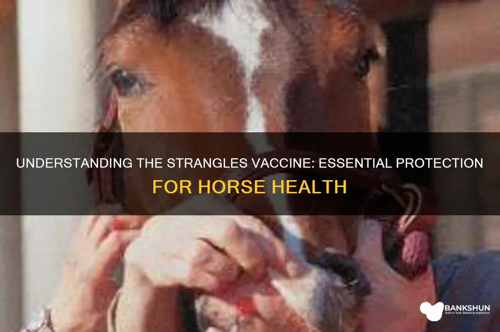 what is the strangles vaccine for horses