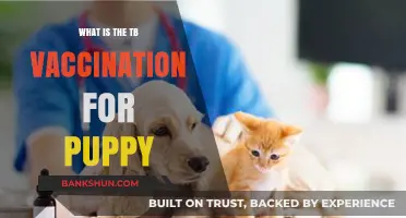 Understanding the TB Vaccination for Puppies: Importance and Benefits