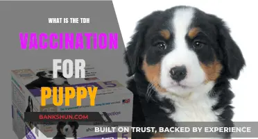 Understanding the TDH Puppy Vaccination: Benefits and Importance