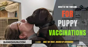 Puppy Vaccination Timeline: Essential Shots and Scheduling Guide