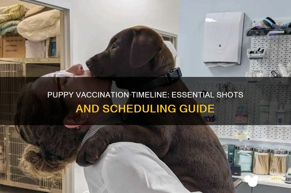 what is the timeline for puppy vaccinations