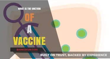Understanding Vaccines: Their Role and Function in Preventing Diseases