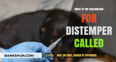 Distemper Vaccination: What is the Shot Called and Why It's Essential