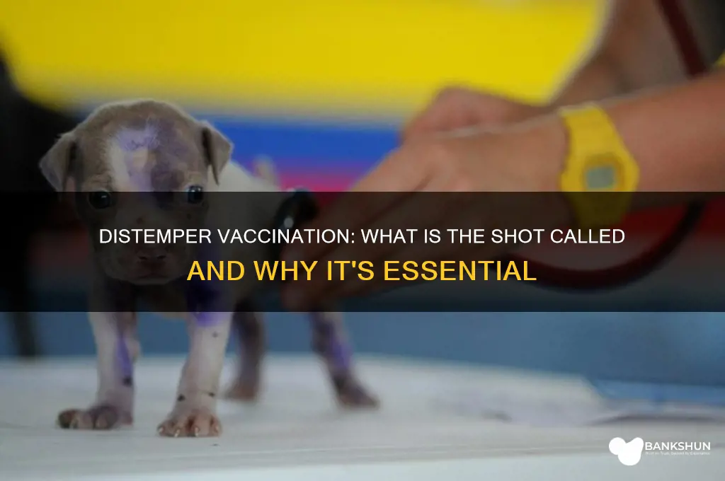what is the vaccination for distemper called