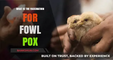 Understanding Fowl Pox Vaccination: Prevention and Protection for Poultry Health