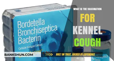 Understanding Kennel Cough Vaccination: Protecting Your Dog's Health