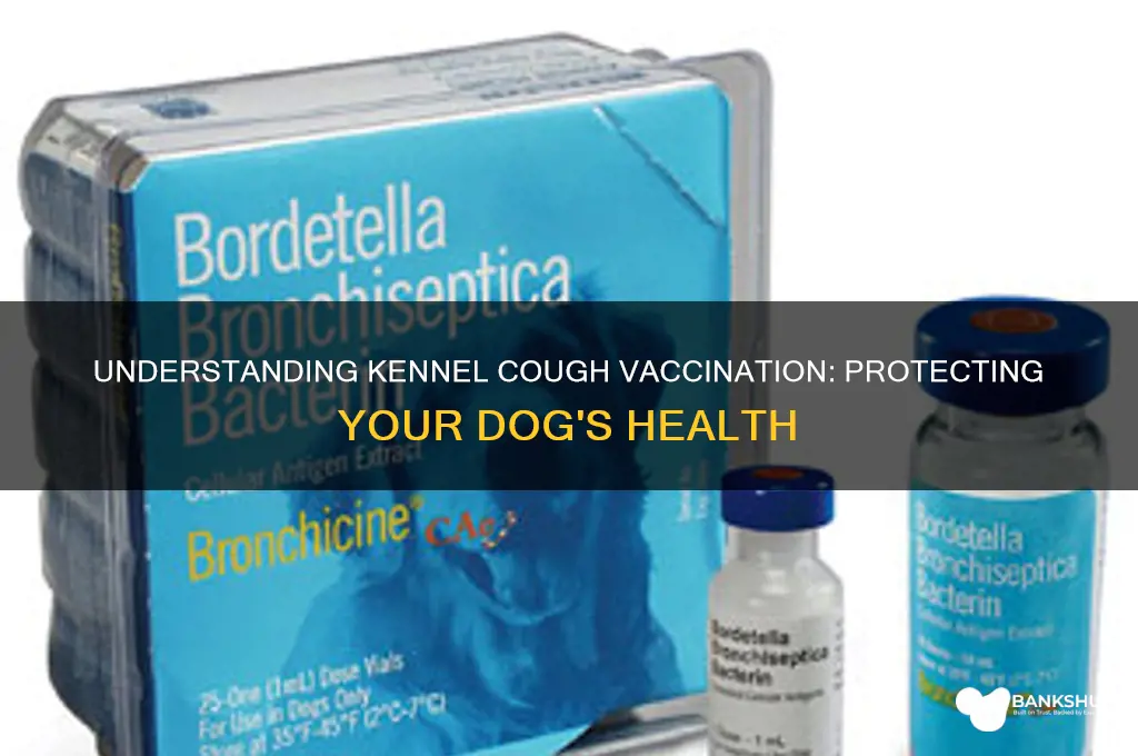 what is the vaccination for kennel cough