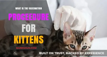 Complete Guide to Kitten Vaccination Procedure and Schedule