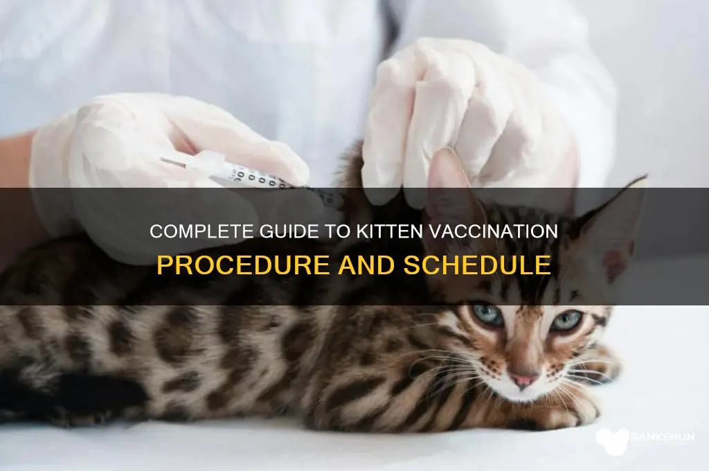 what is the vaccination proceedure for kittens