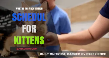 Essential Kitten Vaccination Schedule: Protecting Your Feline Friend's Health