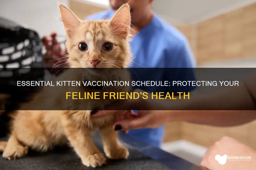 what is the vaccination schedul for kittens