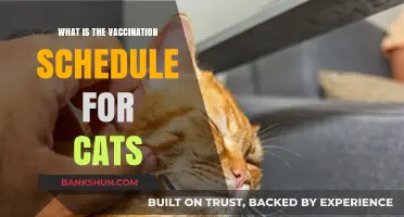 Essential Cat Vaccination Schedule: Protecting Your Feline's Health