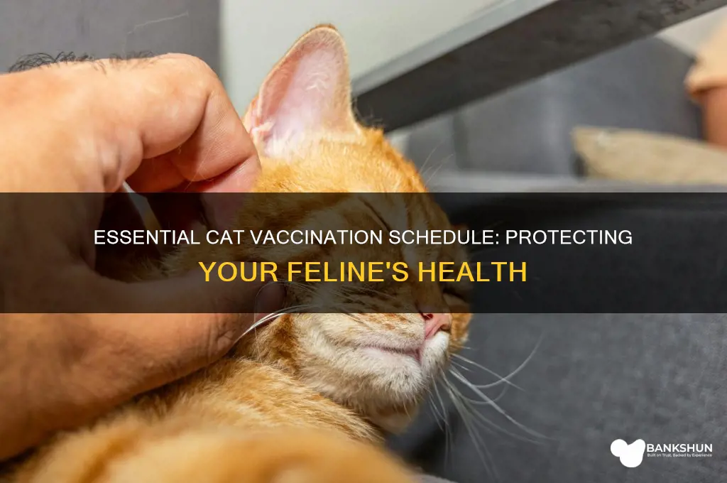what is the vaccination schedule for cats