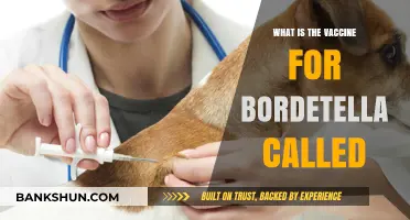Understanding Bordetella Vaccines: What Is the Specific Shot Called?