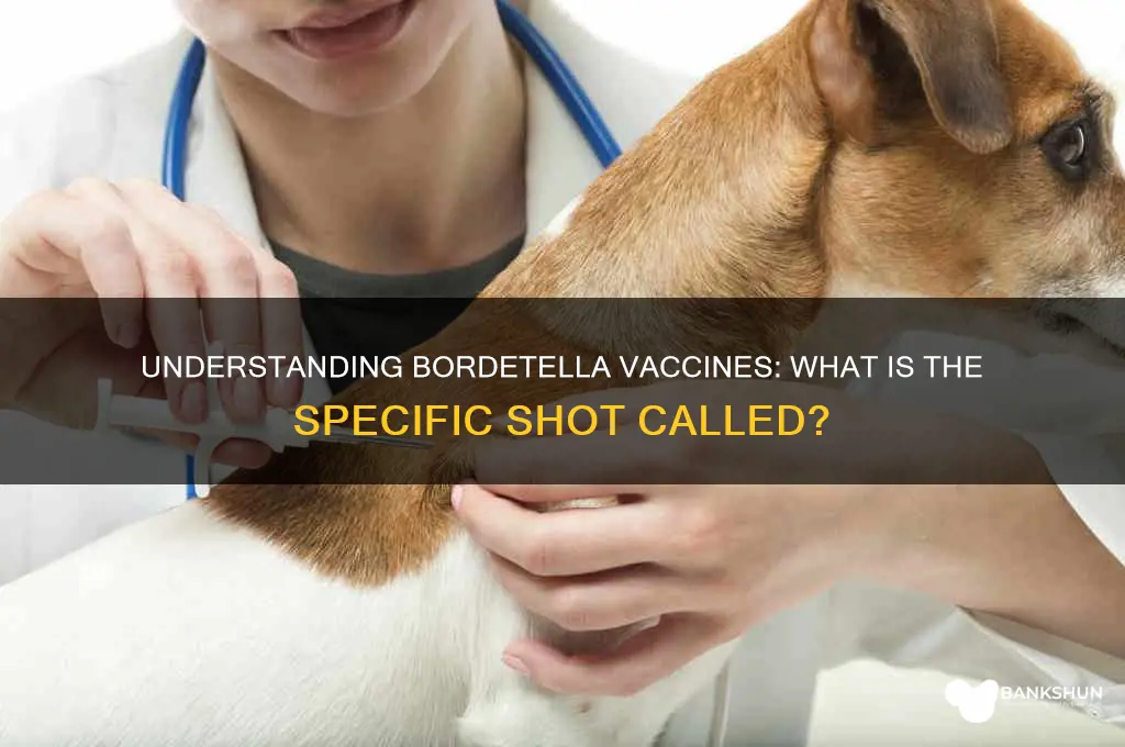 what is the vaccine for bordetella called